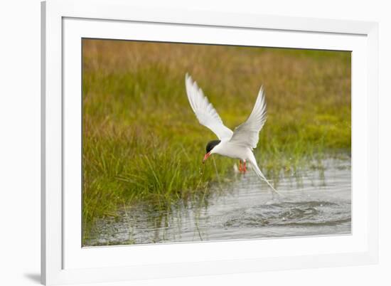 Arctic Tern Fishing, Longyearbyen, Spitsbergen, Svalbard, Norway-Steve Kazlowski-Framed Photographic Print