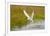 Arctic Tern Fishing, Longyearbyen, Spitsbergen, Svalbard, Norway-Steve Kazlowski-Framed Photographic Print