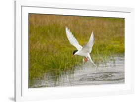 Arctic Tern Fishing, Longyearbyen, Spitsbergen, Svalbard, Norway-Steve Kazlowski-Framed Photographic Print