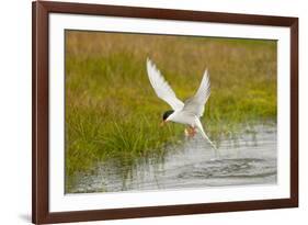 Arctic Tern Fishing, Longyearbyen, Spitsbergen, Svalbard, Norway-Steve Kazlowski-Framed Photographic Print