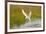 Arctic Tern Fishing, Longyearbyen, Spitsbergen, Svalbard, Norway-Steve Kazlowski-Framed Photographic Print