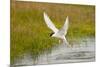 Arctic Tern Fishing, Longyearbyen, Spitsbergen, Svalbard, Norway-Steve Kazlowski-Mounted Photographic Print