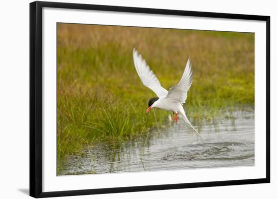 Arctic Tern Fishing, Longyearbyen, Spitsbergen, Svalbard, Norway-Steve Kazlowski-Framed Photographic Print