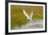 Arctic Tern Fishing, Longyearbyen, Spitsbergen, Svalbard, Norway-Steve Kazlowski-Framed Photographic Print