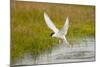 Arctic Tern Fishing, Longyearbyen, Spitsbergen, Svalbard, Norway-Steve Kazlowski-Mounted Photographic Print