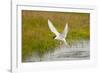 Arctic Tern Fishing, Longyearbyen, Spitsbergen, Svalbard, Norway-Steve Kazlowski-Framed Premium Photographic Print