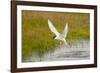 Arctic Tern Fishing, Longyearbyen, Spitsbergen, Svalbard, Norway-Steve Kazlowski-Framed Premium Photographic Print