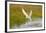 Arctic Tern Fishing, Longyearbyen, Spitsbergen, Svalbard, Norway-Steve Kazlowski-Framed Premium Photographic Print