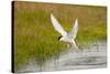 Arctic Tern Fishing, Longyearbyen, Spitsbergen, Svalbard, Norway-Steve Kazlowski-Stretched Canvas