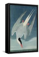 Arctic Tern, from 'Birds of America', Engraved by Robert Havell (1793-1878) Published 1835-John James Audubon-Framed Stretched Canvas