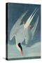 Arctic Tern, from 'Birds of America', Engraved by Robert Havell (1793-1878) Published 1835-John James Audubon-Stretched Canvas