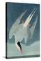 Arctic Tern, from 'Birds of America', Engraved by Robert Havell (1793-1878) Published 1835-John James Audubon-Stretched Canvas