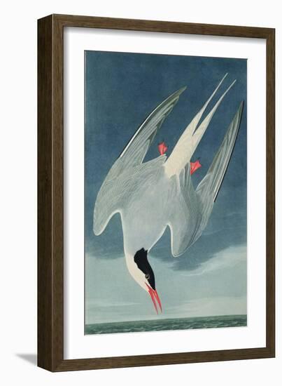 Arctic Tern, from 'Birds of America', Engraved by Robert Havell (1793-1878) Published 1835-John James Audubon-Framed Giclee Print