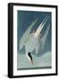 Arctic Tern, from 'Birds of America', Engraved by Robert Havell (1793-1878) Published 1835-John James Audubon-Framed Giclee Print