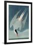 Arctic Tern, from 'Birds of America', Engraved by Robert Havell (1793-1878) Published 1835-John James Audubon-Framed Giclee Print