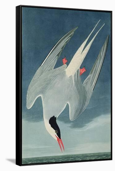 Arctic Tern, from 'Birds of America', Engraved by Robert Havell (1793-1878) Published 1835-John James Audubon-Framed Stretched Canvas