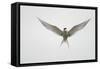 Arctic Tern Hovering in Flight-Arthur Morris-Framed Stretched Canvas