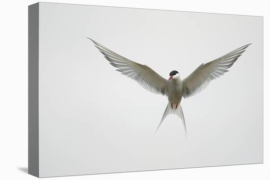 Arctic Tern Hovering in Flight-Arthur Morris-Stretched Canvas