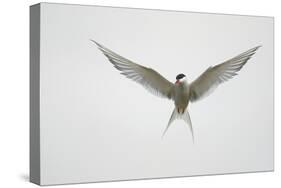 Arctic Tern Hovering in Flight-Arthur Morris-Stretched Canvas