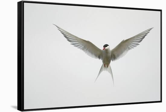 Arctic Tern Hovering in Flight-Arthur Morris-Framed Stretched Canvas