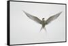 Arctic Tern Hovering in Flight-Arthur Morris-Framed Stretched Canvas