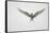 Arctic Tern Hovering in Flight-Arthur Morris-Framed Stretched Canvas