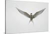 Arctic Tern Hovering in Flight-Arthur Morris-Stretched Canvas