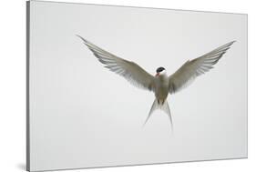 Arctic Tern Hovering in Flight-Arthur Morris-Stretched Canvas