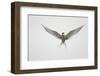 Arctic Tern Hovering in Flight-Arthur Morris-Framed Premium Photographic Print