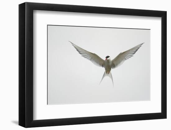 Arctic Tern Hovering in Flight-Arthur Morris-Framed Premium Photographic Print