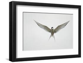 Arctic Tern Hovering in Flight-Arthur Morris-Framed Photographic Print