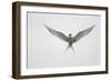 Arctic Tern Hovering in Flight-Arthur Morris-Framed Photographic Print