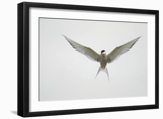 Arctic Tern Hovering in Flight-Arthur Morris-Framed Photographic Print