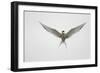 Arctic Tern Hovering in Flight-Arthur Morris-Framed Photographic Print