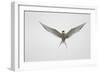 Arctic Tern Hovering in Flight-Arthur Morris-Framed Photographic Print