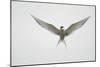 Arctic Tern Hovering in Flight-Arthur Morris-Mounted Photographic Print