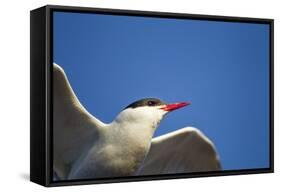 Arctic Tern, Hudson Bay, Canada-Paul Souders-Framed Stretched Canvas