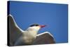 Arctic Tern, Hudson Bay, Canada-Paul Souders-Stretched Canvas