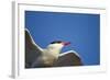 Arctic Tern, Hudson Bay, Canada-Paul Souders-Framed Photographic Print