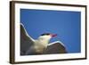 Arctic Tern, Hudson Bay, Canada-Paul Souders-Framed Photographic Print