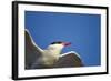 Arctic Tern, Hudson Bay, Canada-Paul Souders-Framed Photographic Print