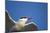 Arctic Tern, Hudson Bay, Canada-Paul Souders-Mounted Photographic Print