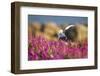 Arctic Tern, Hudson Bay, Canada-Paul Souders-Framed Photographic Print