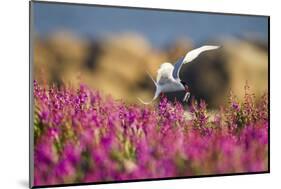 Arctic Tern, Hudson Bay, Canada-Paul Souders-Mounted Photographic Print