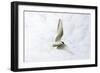 Arctic Tern in Flight Above Nest Site-null-Framed Photographic Print