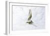 Arctic Tern in Flight Above Nest Site-null-Framed Photographic Print