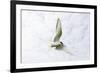 Arctic Tern in Flight Above Nest Site-null-Framed Photographic Print