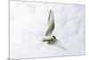 Arctic Tern in Flight Above Nest Site-null-Mounted Photographic Print