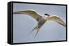 Arctic Tern in Flight, Hudson Bay, Canada-Paul Souders-Framed Stretched Canvas