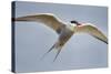 Arctic Tern in Flight, Hudson Bay, Canada-Paul Souders-Stretched Canvas